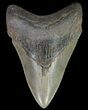 Serrated, Megalodon Tooth - Georgia #70035-1